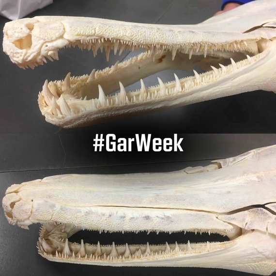 Gar Week