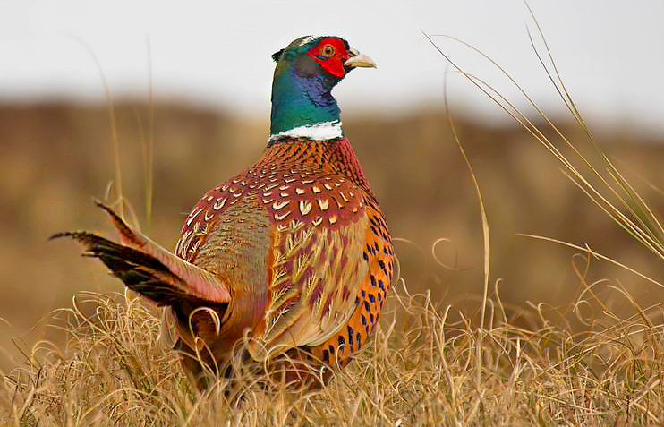 ring-necked pheasant UU 2023 outlook