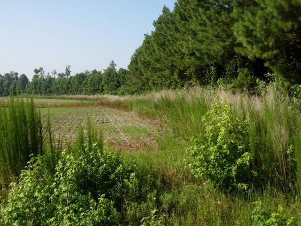 Field Forest Border_Chris Moorman/CC by 4.0