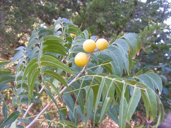 Western Soapberry_Kyle Johnson