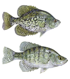 Crappie
