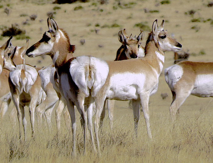 pronghorn okla cc inaturalist