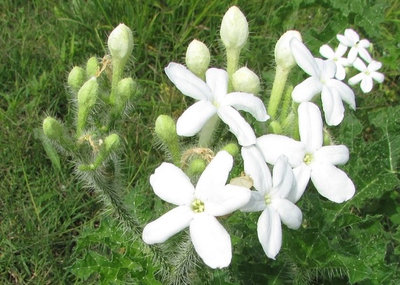 Texas Bullnettle_Kyle Johnson