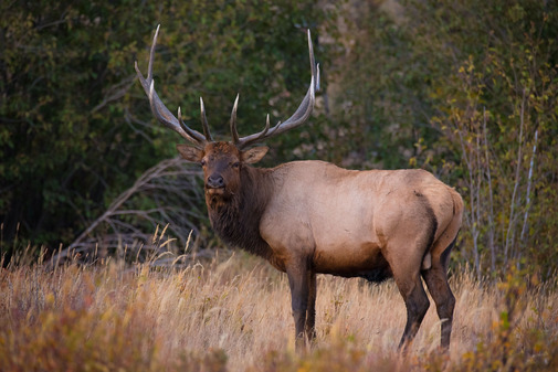 elk