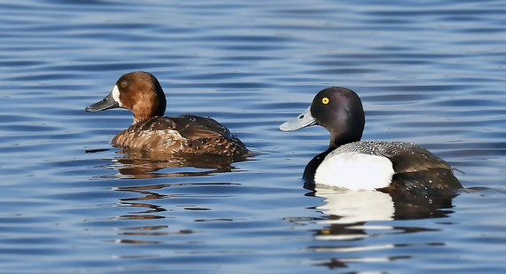 lesser scaup