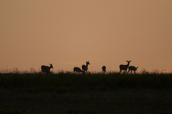 Prairie with Deer_Steve Webber
