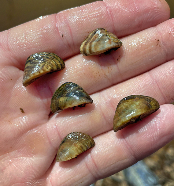 zebra mussels in hand