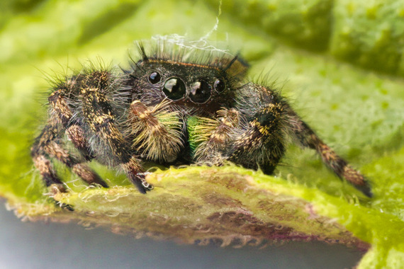 Jumping Spider_Kellie Carter