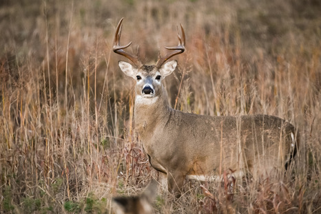 buck photo by Corey Miller RPS