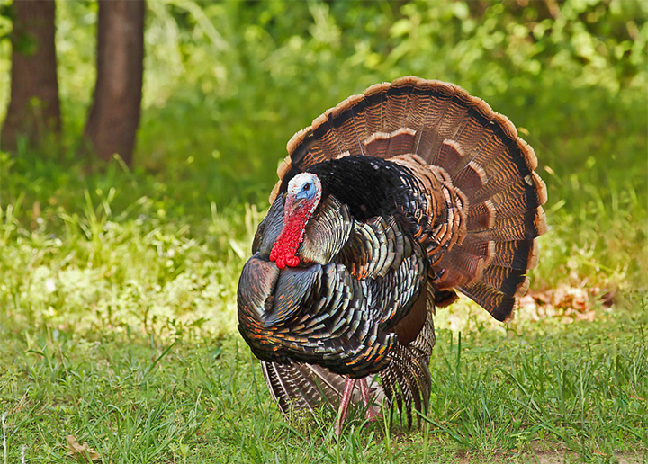 strutting tom turkey