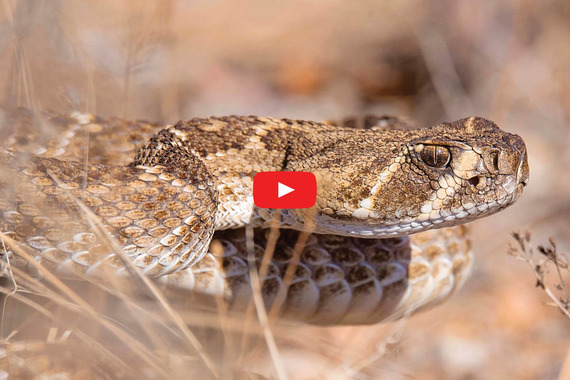 Western diamond-backed rattlesnake_Jeremiah Zurenda