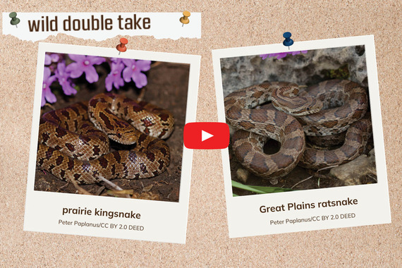 Kingsnake Ratsnake Wild Double Take_Research Reels