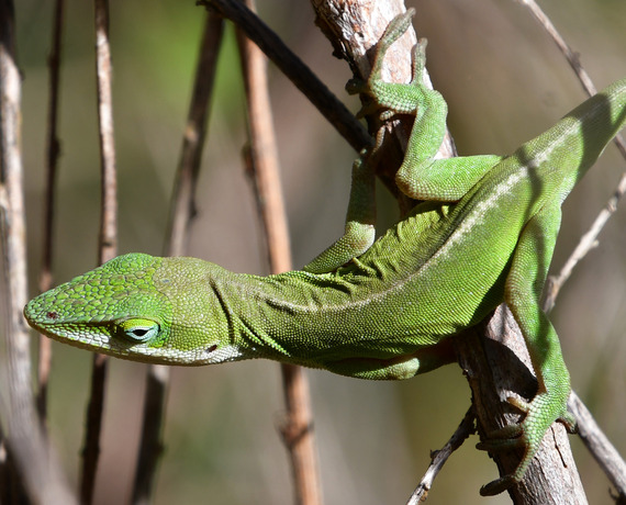 Green Anole_Jena Donnell