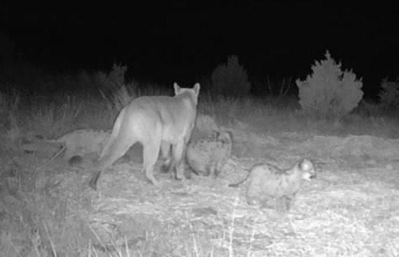 Mountain Lion with Kittens_Cimarron County_Landowner Provided