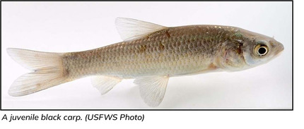 juvenile black carp