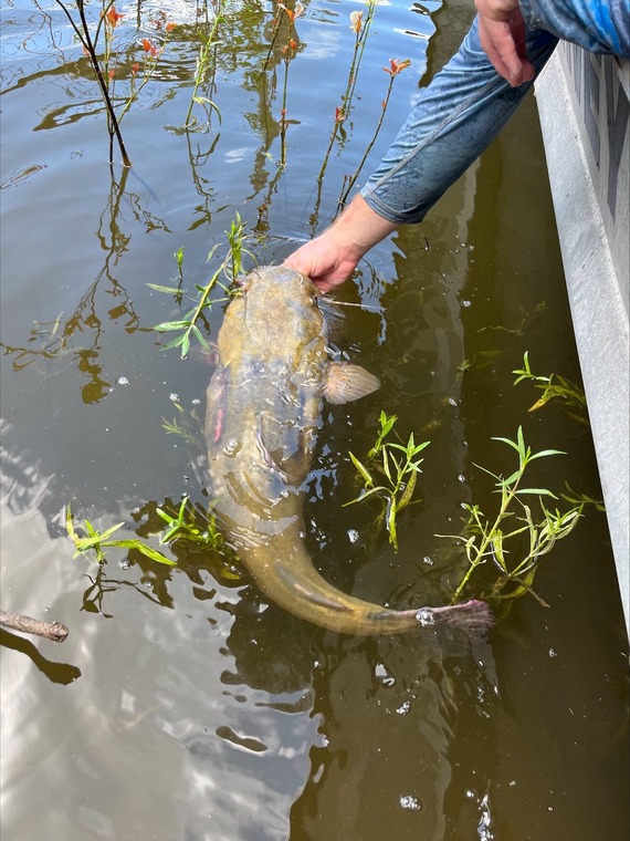 Flathead catfish