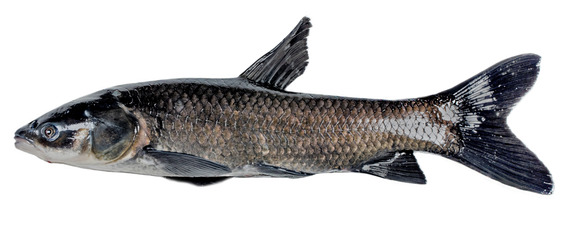 black carp USFWS