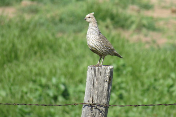 scaled quail