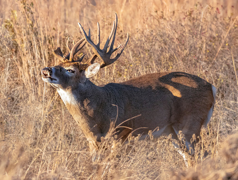 Buck during rutting season, courtesy Richard Taylor.