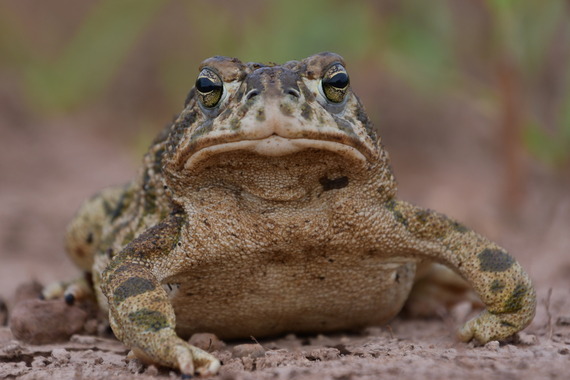 Great Plains Toad_Donnell