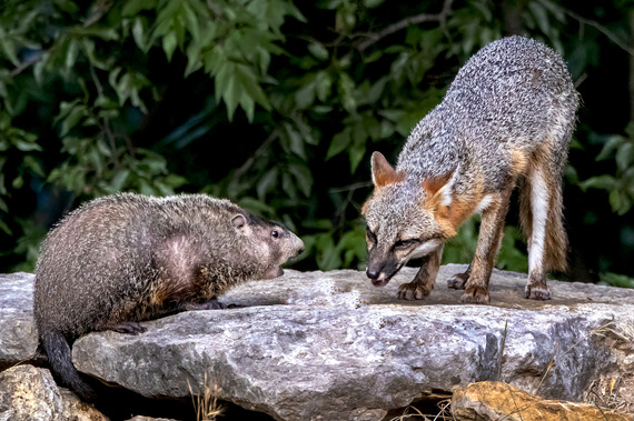 Groundhog and Gray Fox_Terry Brunholtz