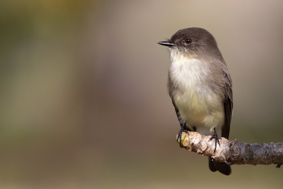 Eastern Phoebe_Dennis Church_CC BY-NC-ND 2.0