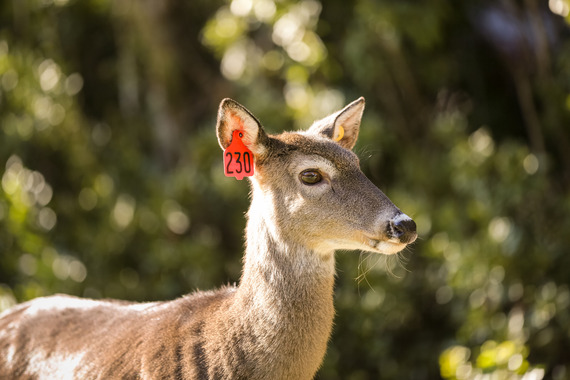 Captive deer with red ear tag