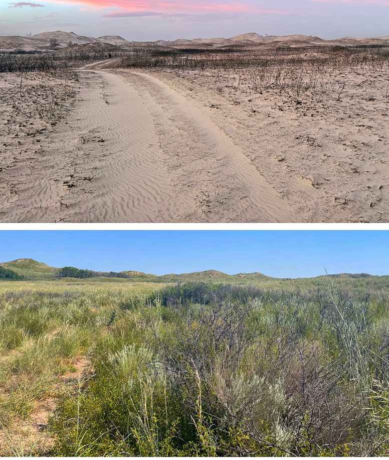 before and after fire on land