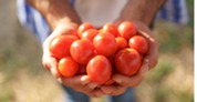 Photo of a man holding a handful of fresh tomatoes