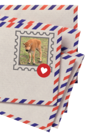 Bison Mail envelope with a bson calf stamp