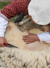 Dave Fowler, Director of Hunter's Home hand shearing a sheep