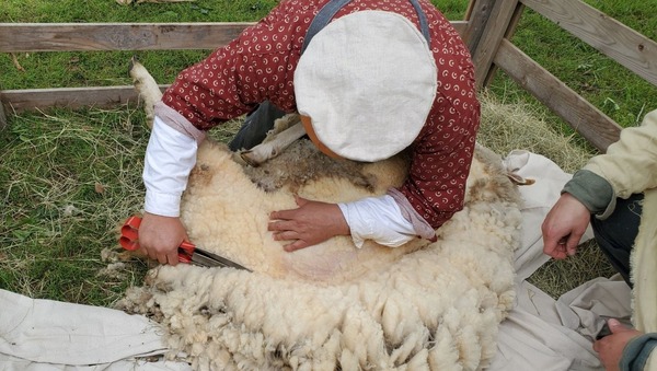 Dave Fowler, Director of Hunter's Home hand shearing a sheep