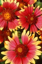 A grouping of wildflowers, large orange flowers with yellow tips