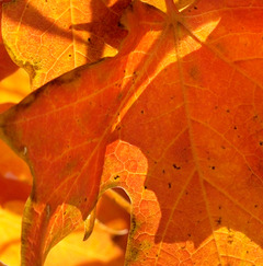 Fall leaves with a blue sky in the background and the heading of the newsletter EXTRA!