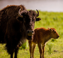 A bison mother and calf at the Pawnee Bill Ranch