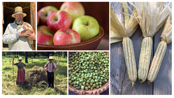 A collage of fall harvesting, Dave Fowler holding a chicken, a bowl of apples, a basket of crabapples, and dried corn with the husks