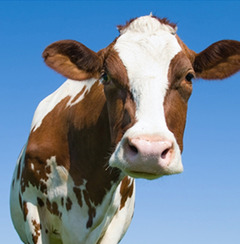 A collage of farm images of farmers, corn, tractors, cow, tomatoes, wheat fields.