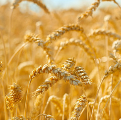 A collage of farm images of farmers, corn, tractors, cow, tomatoes, wheat fields.
