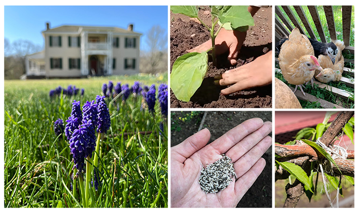 A collage of photos showing Hunter's Home, a hand holding seeds, the chickens on site and flowers blooming on the grounds