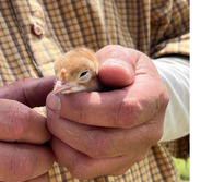 A baby chick held in the hands of David Fowler.