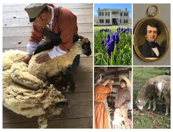 A collage showing David Fowler hand shearing a sheep, Hunters Home, a portrait of George Murrell, wool demonstrations, Saxon Sheep