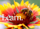 A bumblebee on a flower with the word Learn.