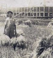 Threshing crew of John Long working in front of the Cpitol building under construction in 1916 (13041, W.P. Cambell Collection, OHS).