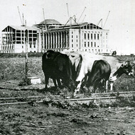 Cattle grazing at the Yellow Mule streetcar line and the construction of the Oklahoma Capitol with cranes visible in the background, 1916.