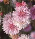 Pink flowers