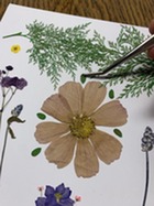 Pressed Flower Art