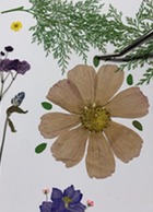 Pressed Flower Art