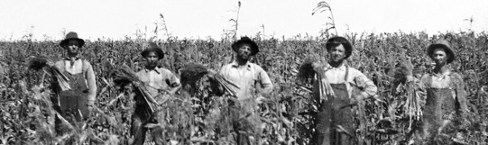 Four men standing in a cornfield with ears of corn in their hands, c. 1900