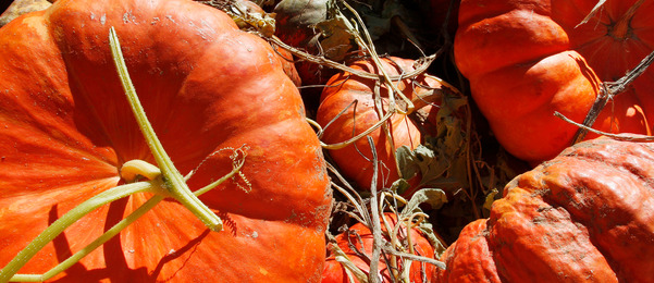 Pumpkins of assorted sizes and the large white letters spelling out "EXTRA! - a publication of the Oklahoma Historical Society"