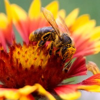 A bee on an Indian paintbrush flower